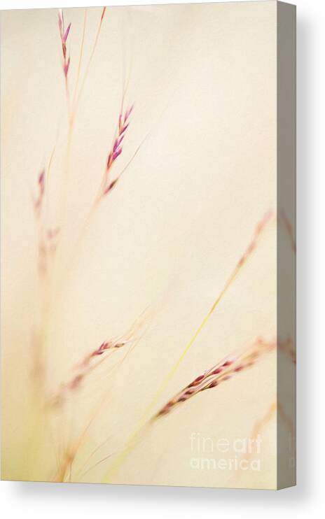 Seeds Canvas Print featuring the photograph Feather Grass by Tim Gainey