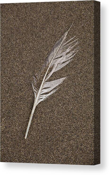 Beach Canvas Print featuring the photograph Feather in Beach Sand #1 by Irwin Barrett