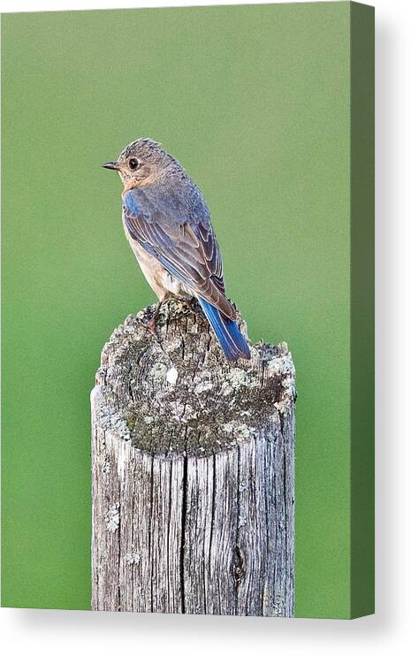 Female Canvas Print featuring the photograph Female Blue Bird by Michael Peychich
