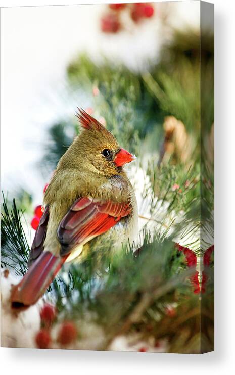 Cardinal Canvas Print featuring the photograph Female Northern Cardinal by Christina Rollo