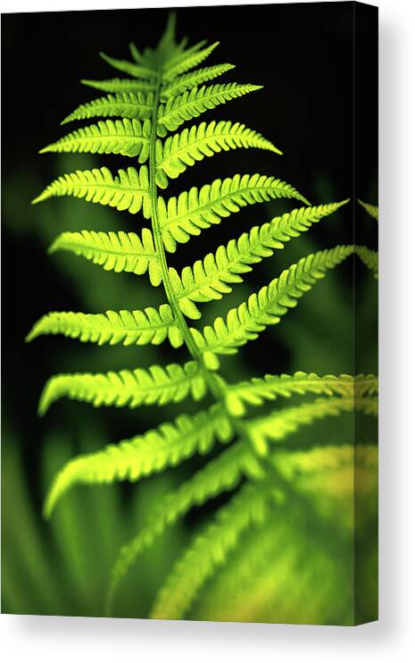 Color Canvas Print featuring the photograph Fern Leaf by Robert FERD Frank