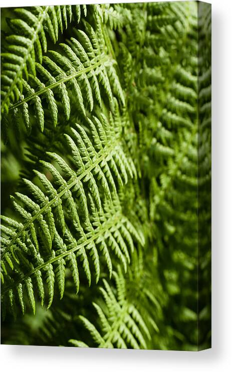 Abstract Canvas Print featuring the photograph Fern me up by Marcus Karlsson Sall