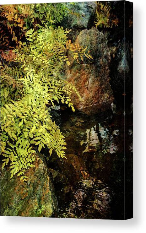 Ferns Canvas Print featuring the photograph Ferns Along the Brook 6318 DP_2 by Steven Ward