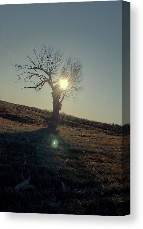 Tree Canvas Print featuring the photograph Field and Tree by Troy Stapek