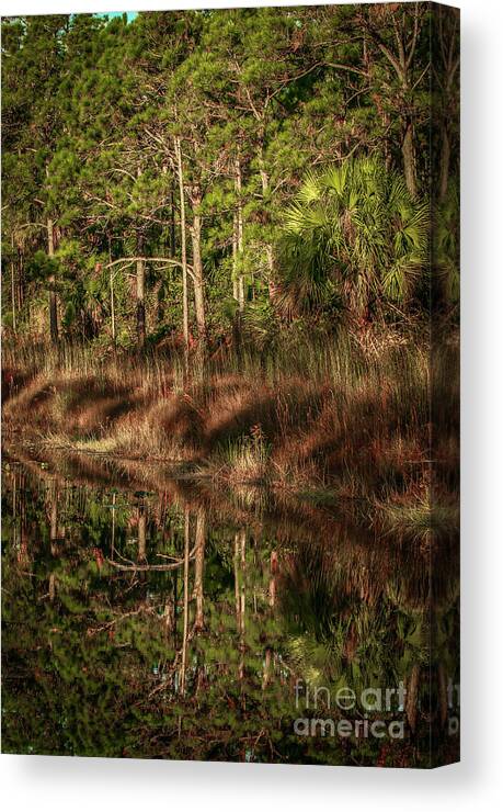 Sun Canvas Print featuring the photograph Filtering Through the Trees by Tom Claud