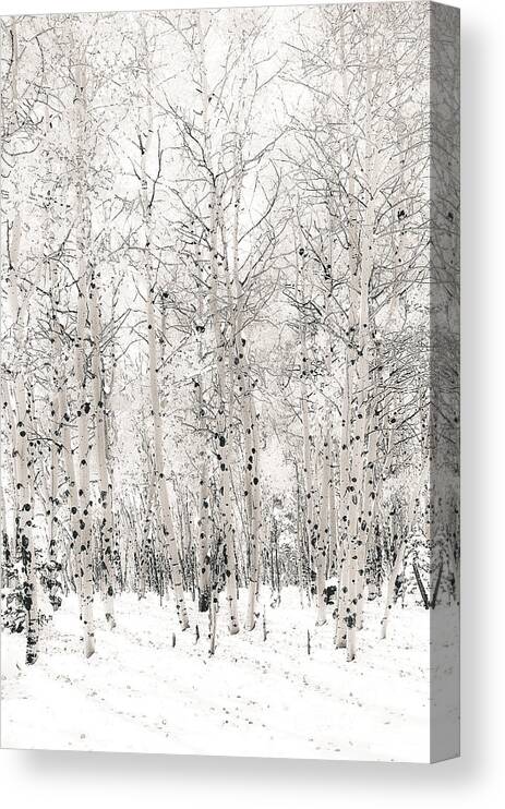 Aspen Trees Canvas Print featuring the photograph First Snow by The Forests Edge Photography - Diane Sandoval