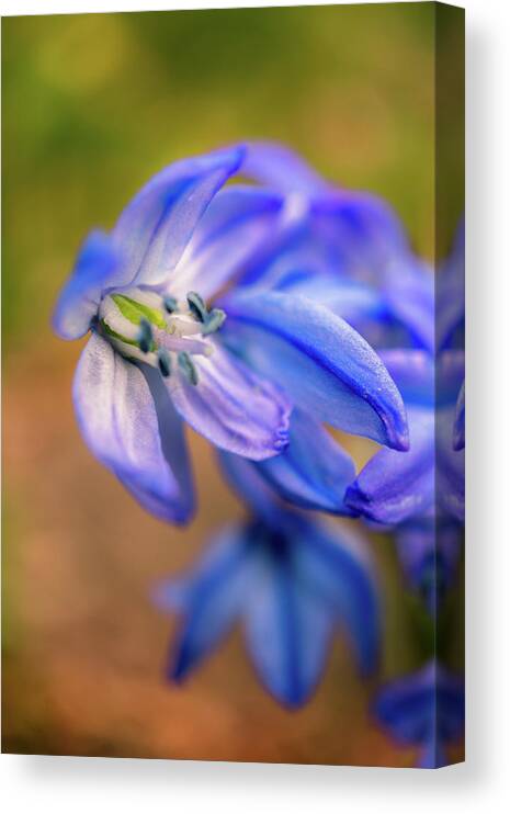 Spring Flowers Canvas Print featuring the photograph First spring flowers by Lilia S