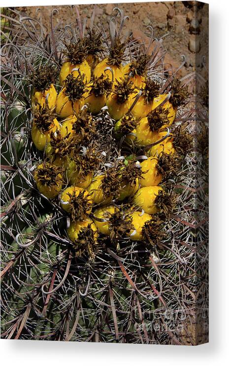 Cactus Canvas Print featuring the photograph Fish Hook Barrel Cactus-Signed-#2373 by J L Woody Wooden