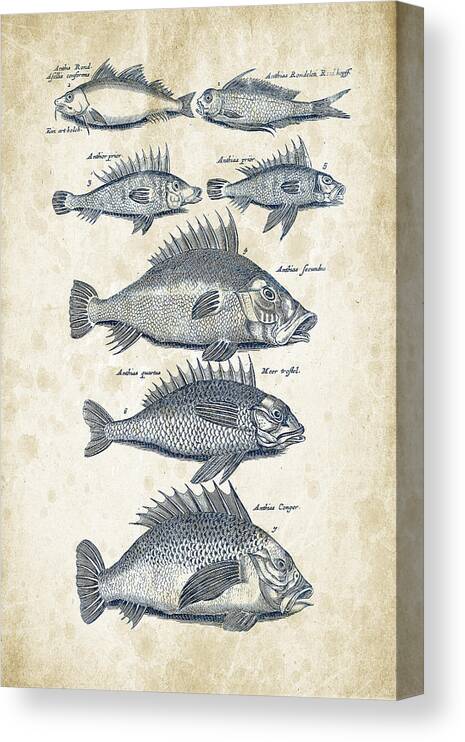 Fish Canvas Print featuring the digital art Fish Species Historiae Naturalis 08 - 1657 - 16 by Aged Pixel