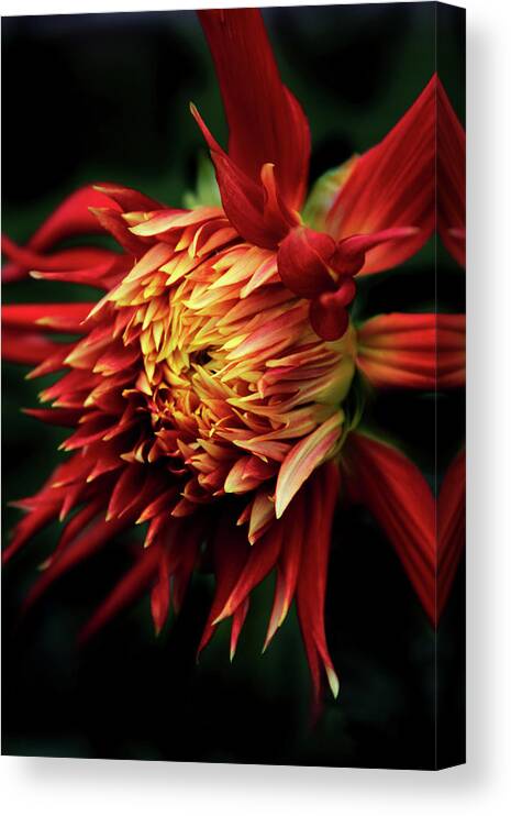 Dahlia Canvas Print featuring the photograph Flaming Dahlia by Jessica Jenney