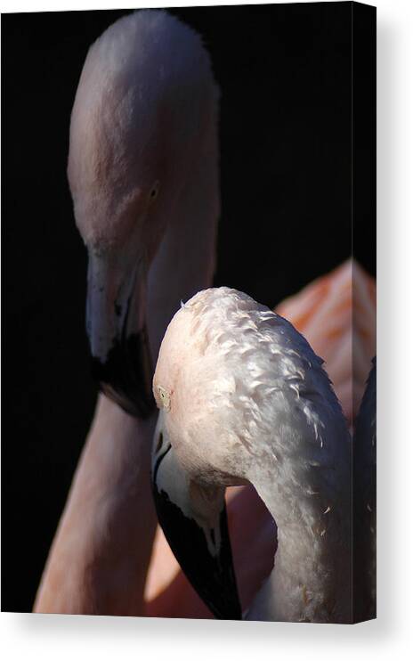 Pair Canvas Print featuring the photograph Flamingo Study - 1 by DArcy Evans