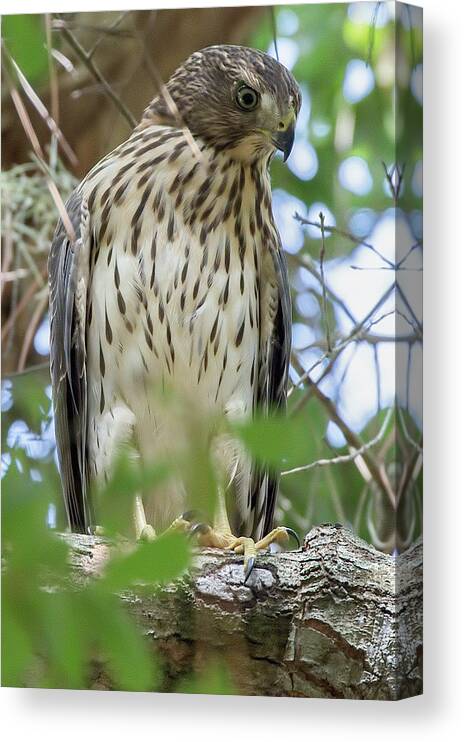 Red-shouldered Hawk Canvas Print featuring the photograph Fledgling Red-Shouldered Hawk 2 by Richard Goldman