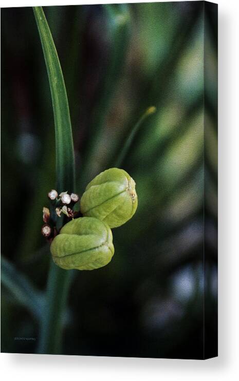 Floral Canvas Print featuring the photograph Flora by Gerlinde Keating