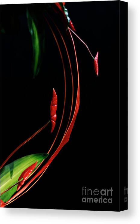 Abstract; Flower; Arrangement;art Canvas Print featuring the photograph Floral Curve by Charline Xia