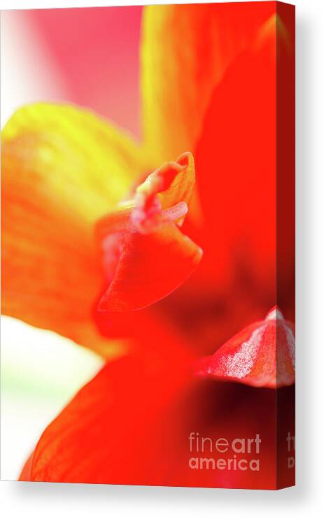 Amaryllis Canvas Print featuring the photograph FLOURISH OF COLOUR abstract colorful waves formed by an amaryllis bloom in red pink and yellow by Andy Smy