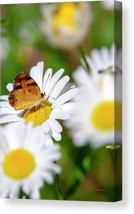 Butterfly Canvas Print featuring the photograph Flower And Butterfly by Christina Rollo