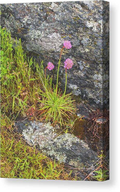 Oregon Coast Canvas Print featuring the photograph Flower And Rock by Tom Singleton