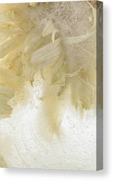 Flower In Ice Canvas Print featuring the photograph Flower in Ice 3 by Ann Garrett