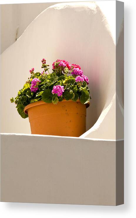 Plants Pottery Stil Life Capri Italy Mediterranean Canvas Print featuring the photograph Flowers And White Wall by Xavier Cardell