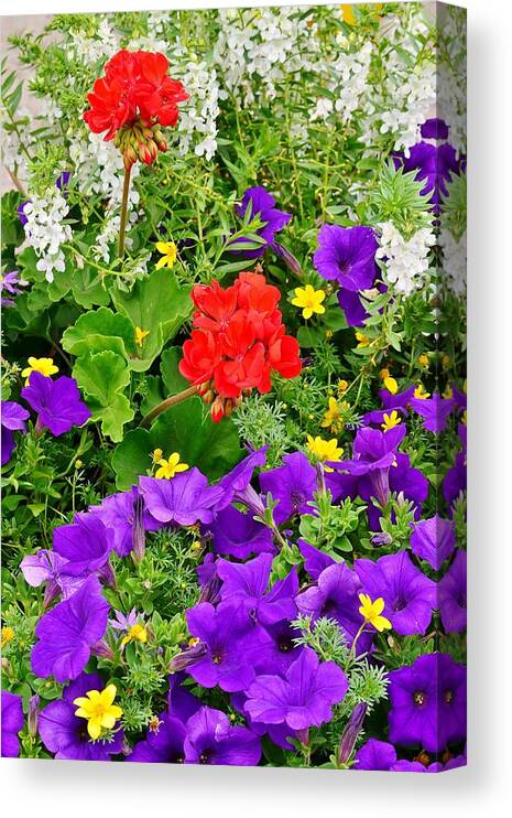  Canvas Print featuring the photograph Flowers of Bethany Beach - Petunias by Kim Bemis