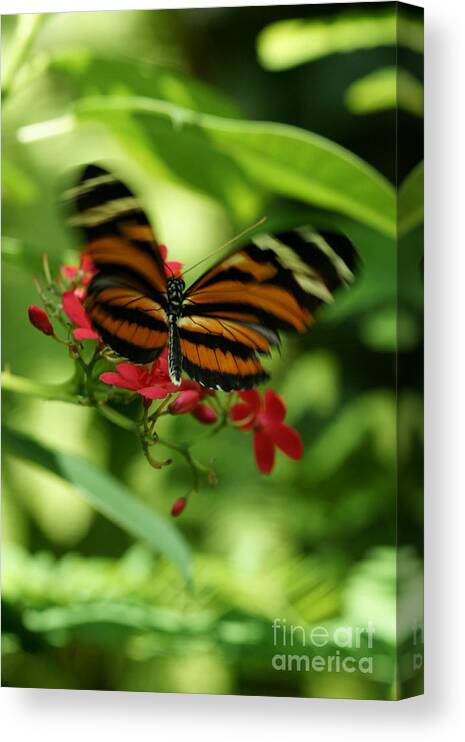 Butterfly Canvas Print featuring the photograph Flutterby by Linda Shafer