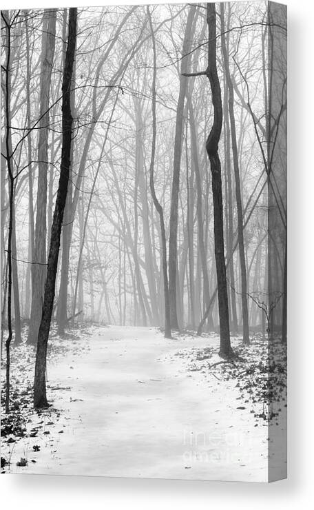 Fog Canvas Print featuring the photograph Fog In The Woods by Tamara Becker