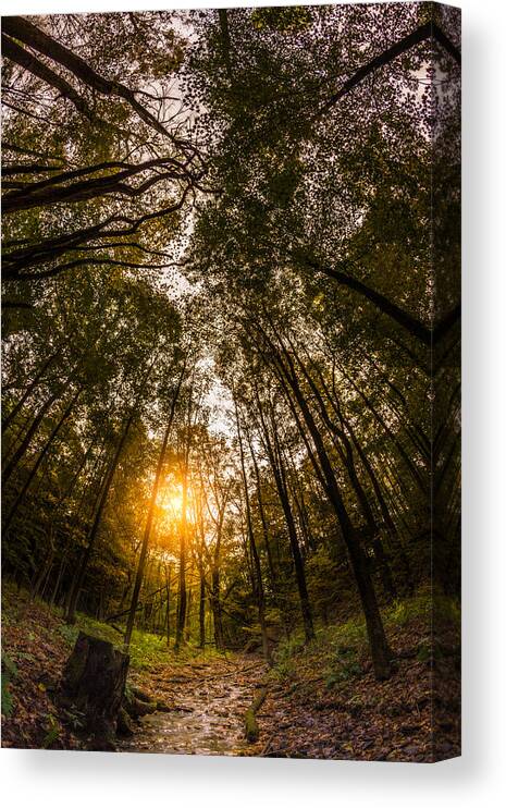 Landscape Canvas Print featuring the photograph Forest Creek Below Tall Trees by Chris Bordeleau