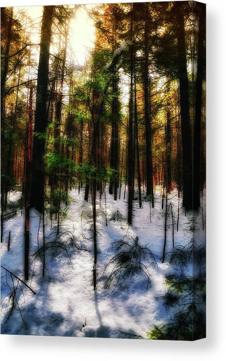 Forest Canvas Print featuring the photograph Forest Dawn by John Meader