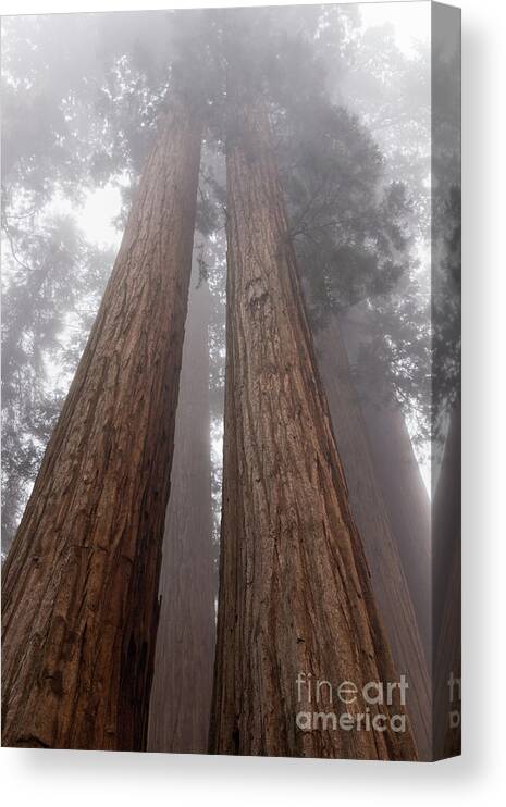 Sequoia National Park Canvas Print featuring the photograph Forest Dream by Peggy Hughes