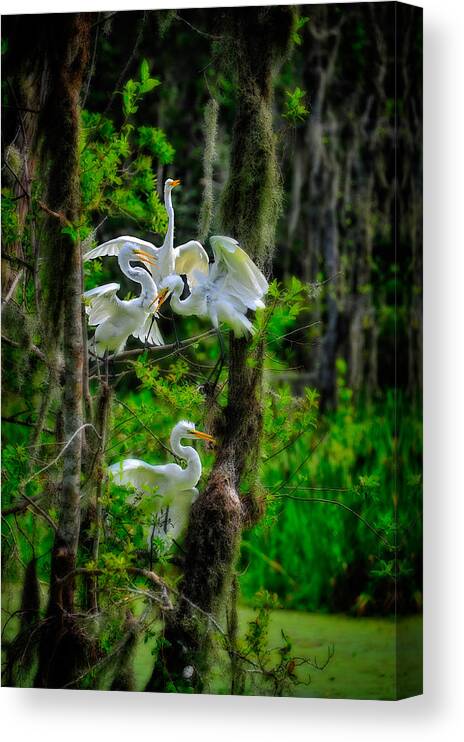 Birds Canvas Print featuring the photograph Four Egrets in Tree by Harry Spitz