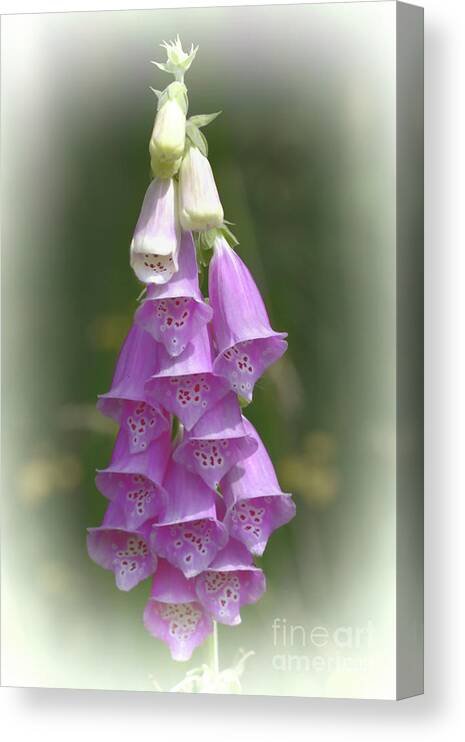 Flora Canvas Print featuring the photograph Foxglove by Stephen Melia