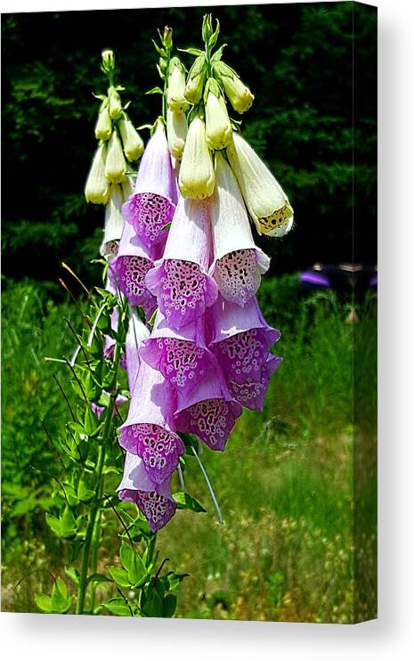 Lupins Canvas Print featuring the photograph Foxglove by Michael Graham