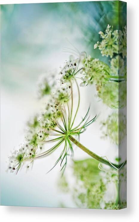 Umbel Canvas Print featuring the photograph Fragile by Nailia Schwarz