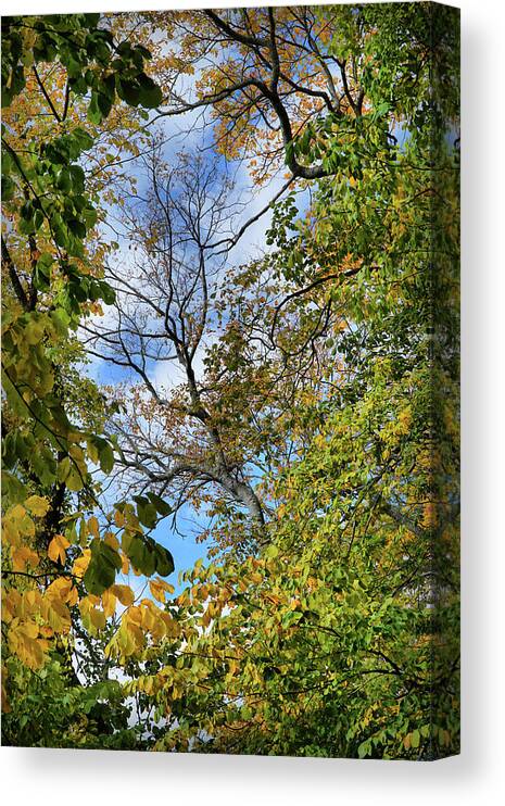 Nature Canvas Print featuring the photograph Framed by nature by Lilia S