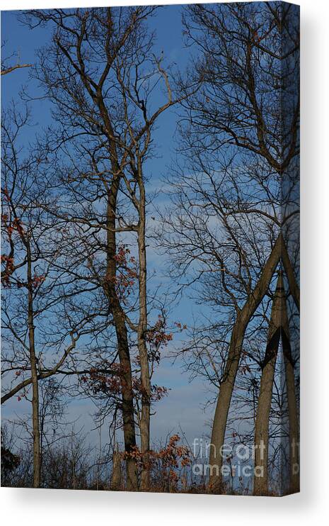 Woods Canvas Print featuring the photograph Framed In Oak - 3 by Linda Shafer