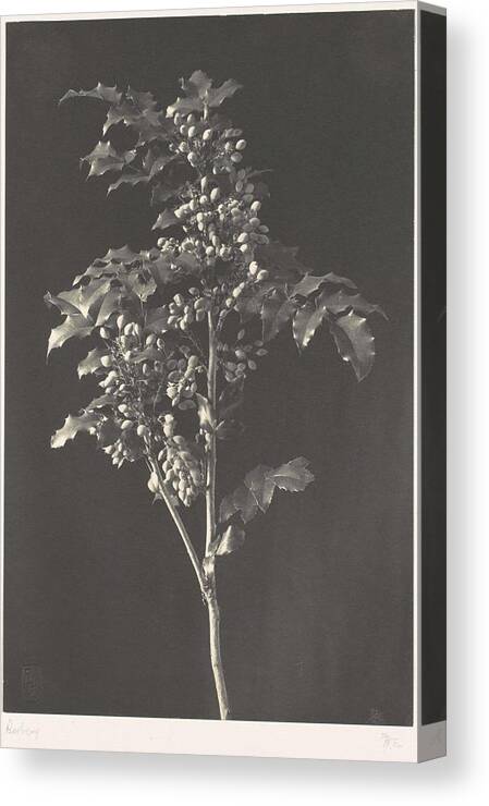 Plant Canvas Print featuring the painting Frederick H. Evans, British, London 1853-1943 London, A Stalk of Berbery by Celestial Images