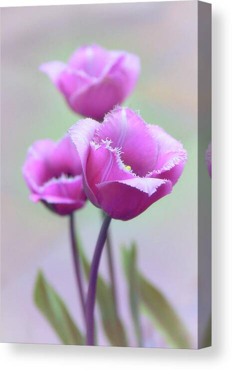 Tulips Canvas Print featuring the photograph Fringe Tulips by Jessica Jenney