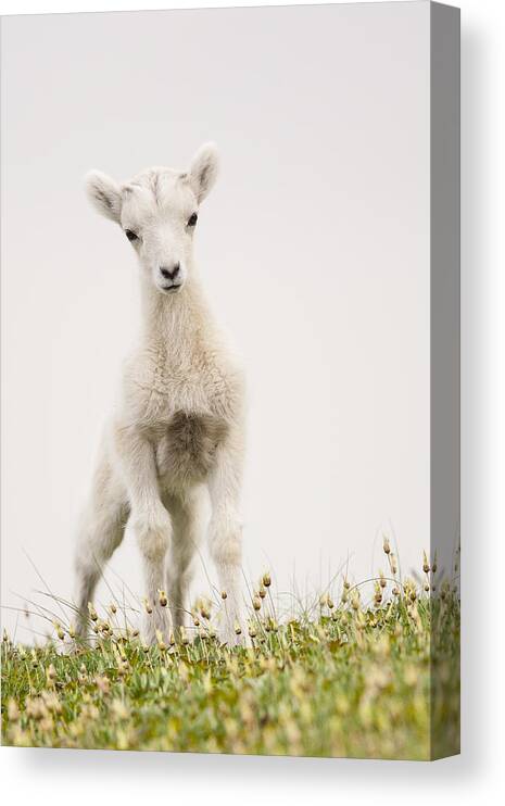 Dall Sheep Canvas Print featuring the photograph Frisky Lamb by Tim Grams