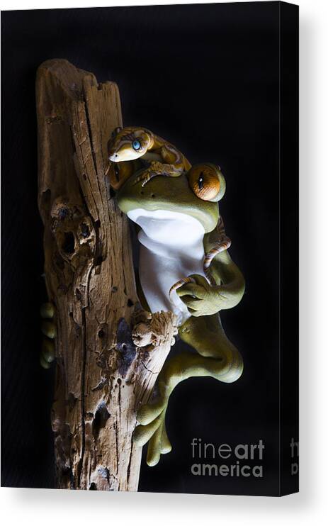 Frog Canvas Print featuring the photograph Frog Spirit 3 by Bob Christopher