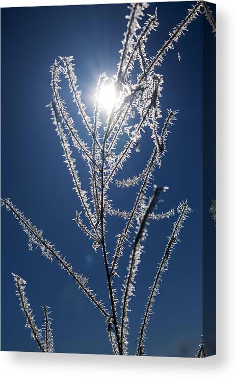 Frost Ice Crystals Canvas Print featuring the photograph Frost Ice Crystals by Frank Wilson