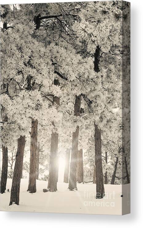 Cold Canvas Print featuring the photograph Frosted by Juli Scalzi