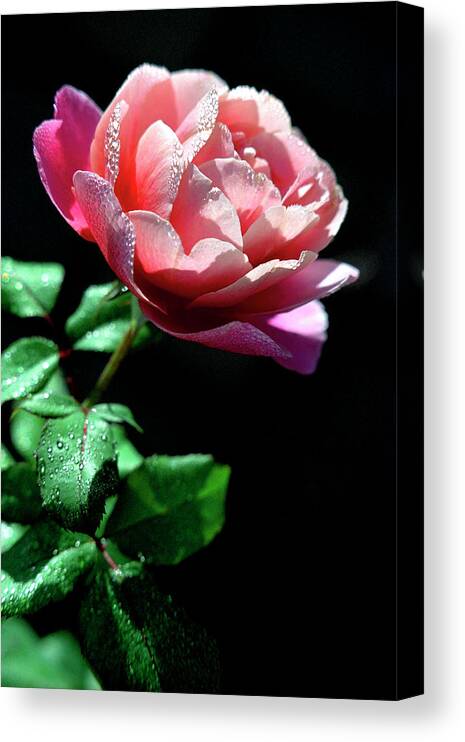 Jigsaw Canvas Print featuring the photograph Frosted with Dew by Carole Gordon