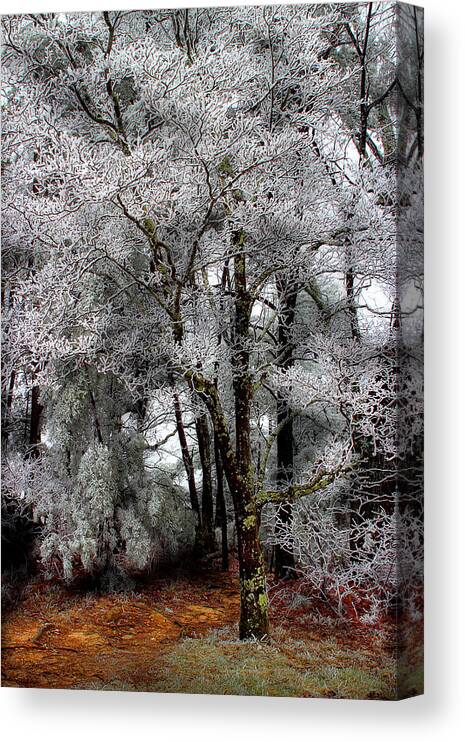Frosted Pine Canvas Print featuring the photograph Frosty by Mike Eingle