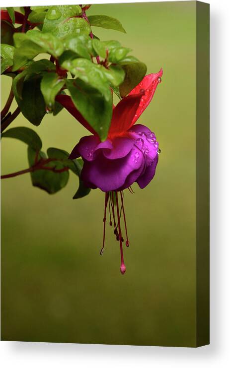 Beautiful Canvas Print featuring the photograph Fuchsia Fuchsia by Ann Bridges