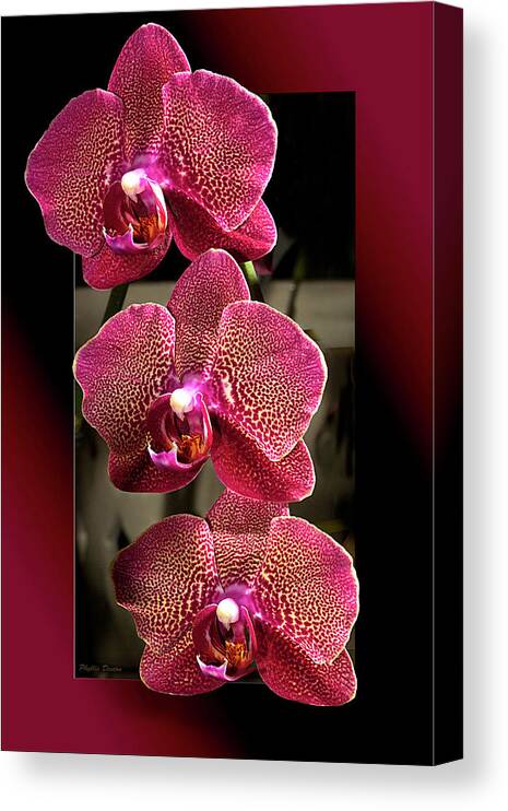 Flowers Canvas Print featuring the photograph Fuchsia Orchids OOF by Phyllis Denton