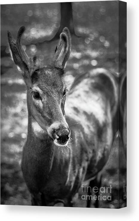Deer Canvas Print featuring the photograph Fuzzy New Antlers by Becqi Sherman