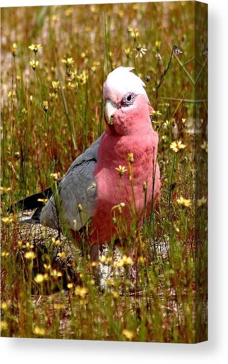Parrots Canvas Print featuring the photograph Galah by Tony Brown
