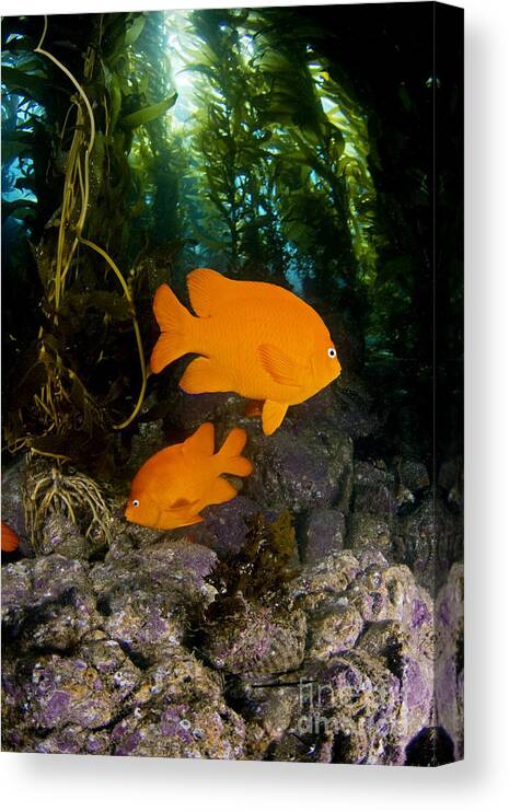 Animal Art Canvas Print featuring the photograph Garibaldi and Kelp by Dave Fleetham - Printscapes
