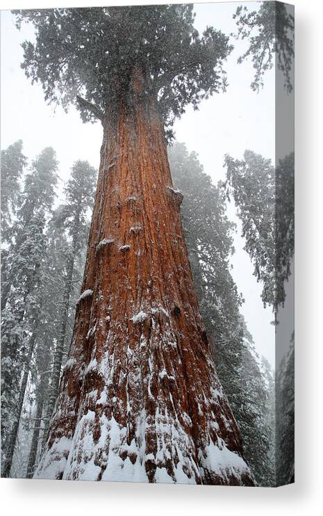Sequoia Canvas Print featuring the photograph General Sherman is the biggest tree in the world by Pierre Leclerc Photography