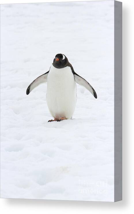 Neko Harbor Canvas Print featuring the photograph Gentoo penguin walking in snow by Karen Foley